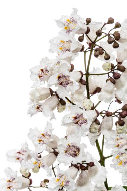 Wh izole Katalpa, lat. Katalpa speciosa, çiçekli ağaç