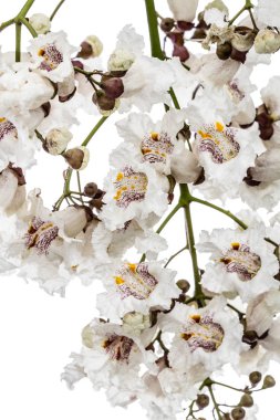 Wh izole Katalpa, lat. Katalpa speciosa, çiçekli ağaç