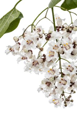 Wh izole Katalpa, lat. Katalpa speciosa, çiçekli ağaç