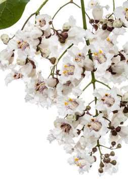 Wh izole Katalpa, lat. Katalpa speciosa, çiçekli ağaç