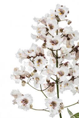 Wh izole Katalpa, lat. Katalpa speciosa, çiçekli ağaç