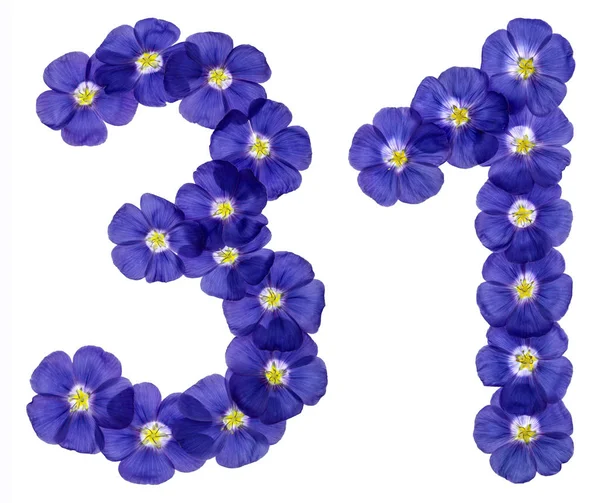 Arabic numeral 31, thirty one, from blue flowers of flax, isolat — Stock Photo, Image