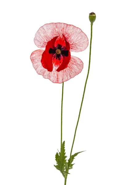 A flor de uma papoula com a coloração excepcional de petalsisolated em — Fotografia de Stock