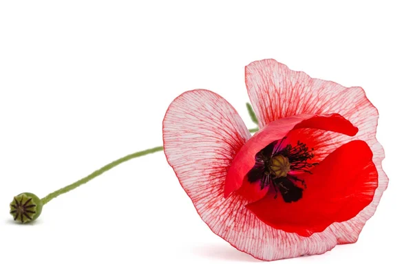 A flor de uma papoula com a coloração excepcional de petalsisolated em — Fotografia de Stock