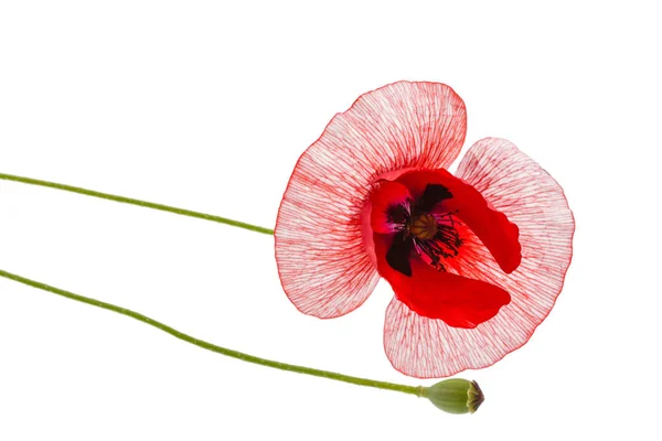 A flor de uma papoula com a coloração excepcional de petalsisolated em — Fotografia de Stock