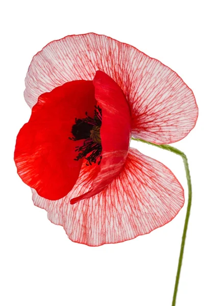 The flower of a poppy with unusual coloring of petalsisolated on — Stock Photo, Image