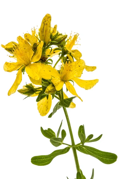 Virágok, St. John's Wort (Hypericum perforatum), elszigetelt — Stock Fotó