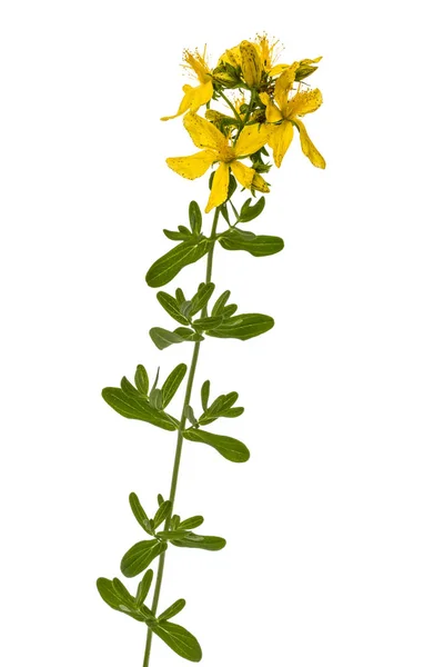 Virágok, St. John's Wort (Hypericum perforatum), elszigetelt — Stock Fotó