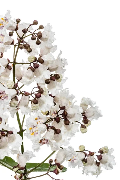 Blühender baum von catalpa, lat. catalpa speciosa, isoliert auf wh — Stockfoto