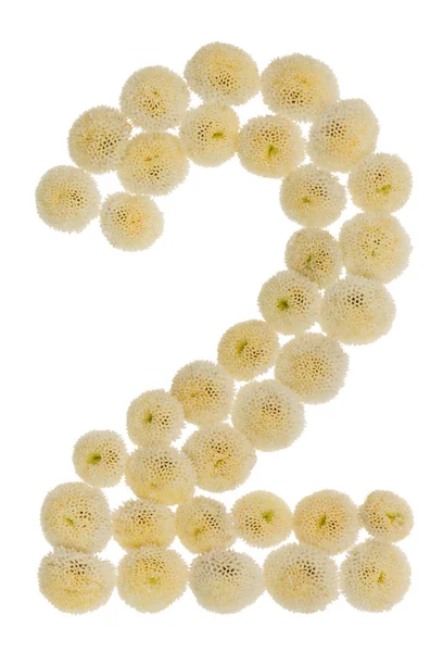 Arabic numeral 2, two, from cream flowers of chrysanthemum, isol