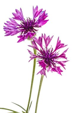 Beyaz b izole Peygamber Çiçeği, lat. Centaurea, Menekşe çiçek