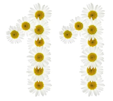 Arapça sayı 11, beyaz çiçekler papatya, isol üzerinden on