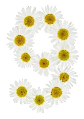 Arapça rakamı 9, dokuz, papatya, beyaz çiçekler dan izole