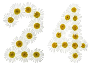 Arapça sayı 24, yirmi dört, beyaz çiçekler papatya dan,