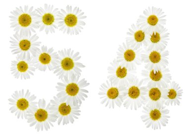 Arapça rakamı 54, elli dört, beyaz çiçekler papatya dan, 