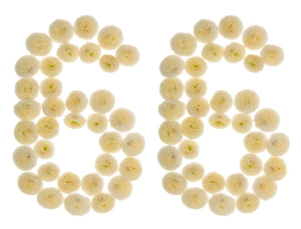 Arabic numeral 66, sixty six, from cream flowers of chrysanthemu — Stock Photo, Image
