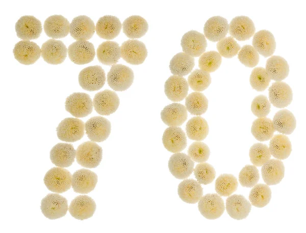 Arabic numeral 70, seventy, from cream flowers of chrysanthemum,