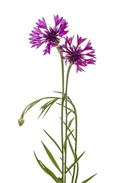 Violet flower of cornflower, lat. Centaurea, isolated on white b — Stock Photo, Image