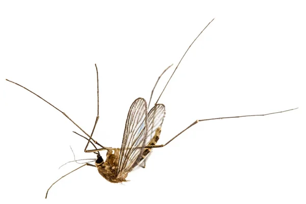 A halott szúnyog, elszigetelt fehér background — Stock Fotó