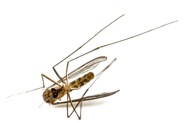 Το νεκρό κουνούπι, απομονώνονται σε λευκό φόντο — Φωτογραφία Αρχείου