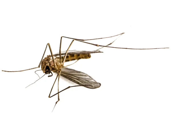 死んでいる蚊には、白い背景で隔離 — ストック写真