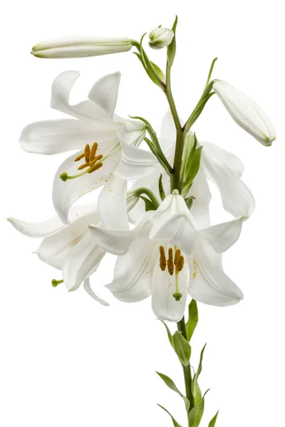 Цветок белой лилии, выделенный на белом фоне — стоковое фото