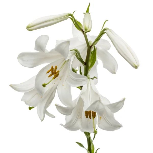 Flower of white lily, isolated on white background — Stock Photo, Image