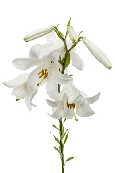 Flor de lírio branco, isolado sobre fundo branco — Fotografia de Stock