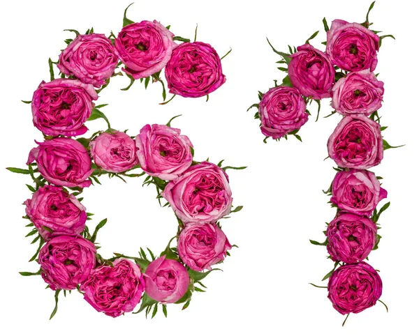 阿拉伯数字 61, 六十一, 从红色的玫瑰花, 孤立 — 图库照片
