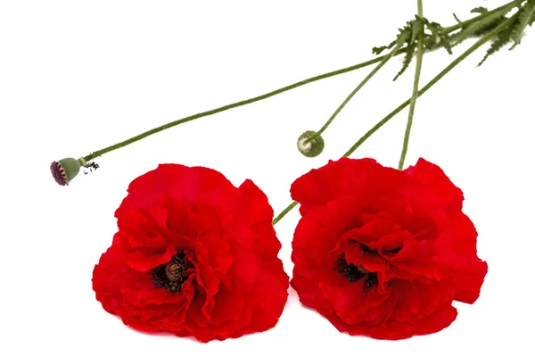 Flores de amapola roja, lat. Papaver, aislado sobre fondo blanco — Foto de Stock