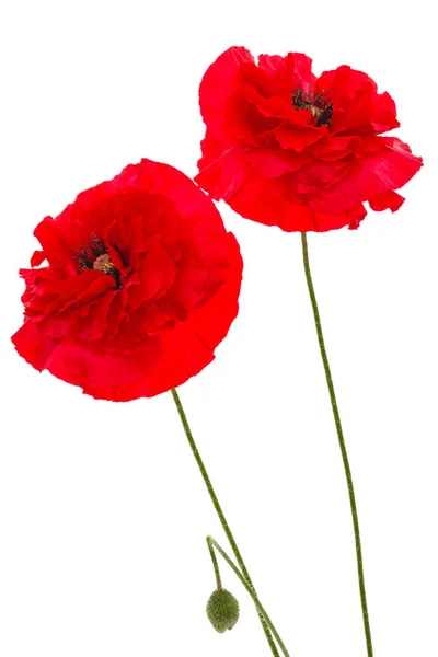 Fiori di papavero rosso, lat. Papaver, isolato su sfondo bianco — Foto Stock