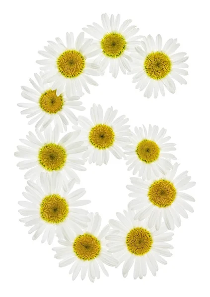 Arabic numeral 6, six, from white flowers of chamomile, isolated — Stock Photo, Image