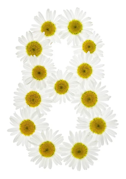 Arabic numeral 8, eight, from white flowers of chamomile, isolat — Stock Photo, Image