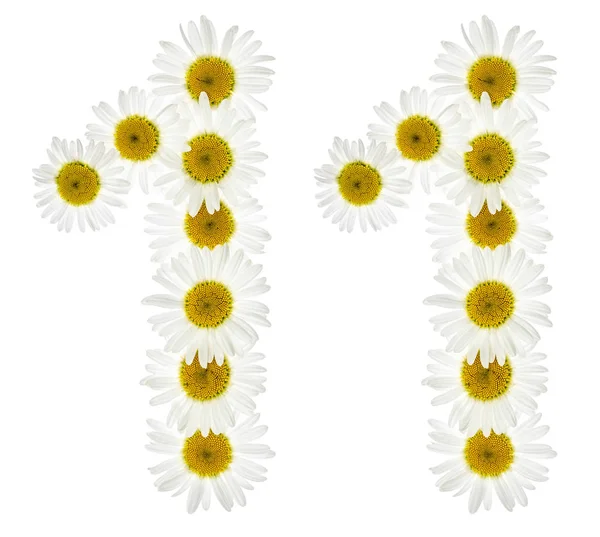 Arabská číslice 11, jedenáct z bílých květů heřmánku, isol — Stock fotografie