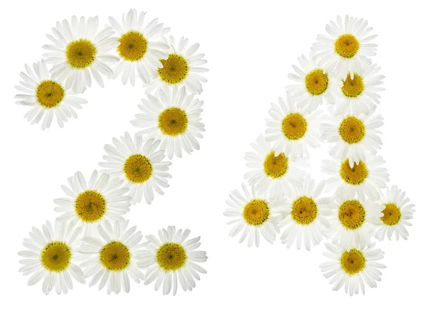 Numero arabo 24, ventiquattro, da fiori bianchi di camomilla , — Foto Stock