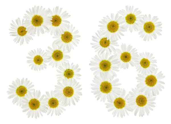 Arabic numeral 36, thirty six, from white flowers of chamomile, — Stock Photo, Image