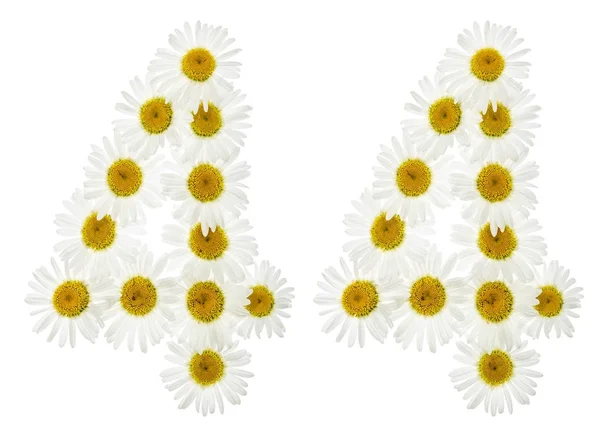 Arabic numeral 44, forty four, from white flowers of chamomile, — Stock Photo, Image