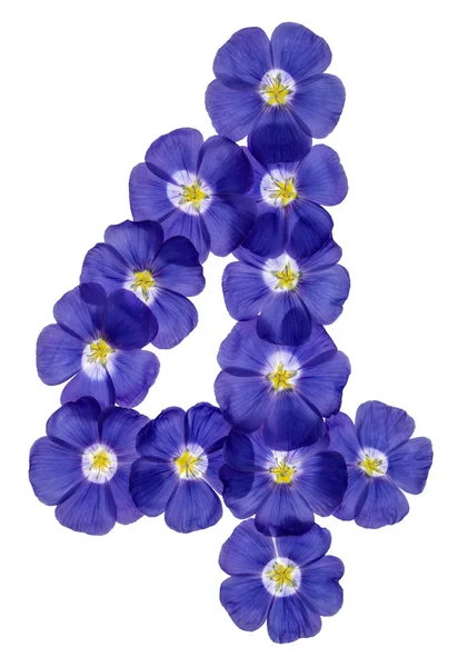 Арабські цифри 4, чотири, від сині квіти льону, ізольовані на w — стокове фото