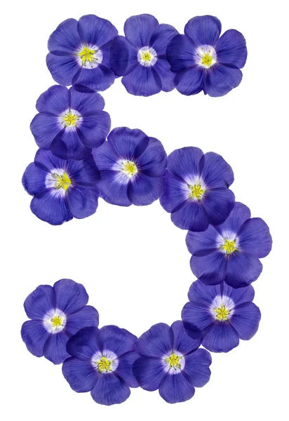 Número arábigo 5, cinco, de flores azules de lino, aisladas en w — Foto de Stock