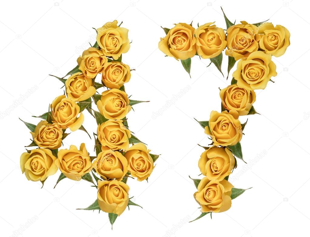 Arabic numeral 47, forty seven, from yellow flowers of rose, iso