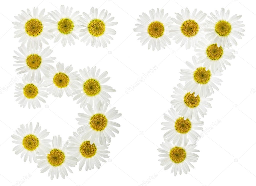 Arabic numeral 57, fifty seven, from white flowers of chamomile,