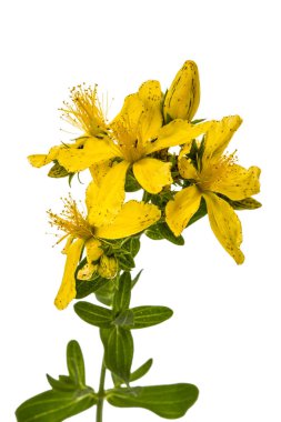 St John's Wort (Hypericum perforatum), çiçek üzerinde izole 