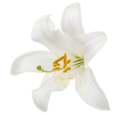 Beyaz zambak çiçeği, beyaz arkaplanda izole.