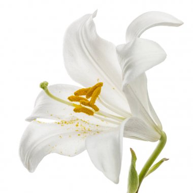 Beyaz zambak çiçeği, beyaz arkaplanda izole.