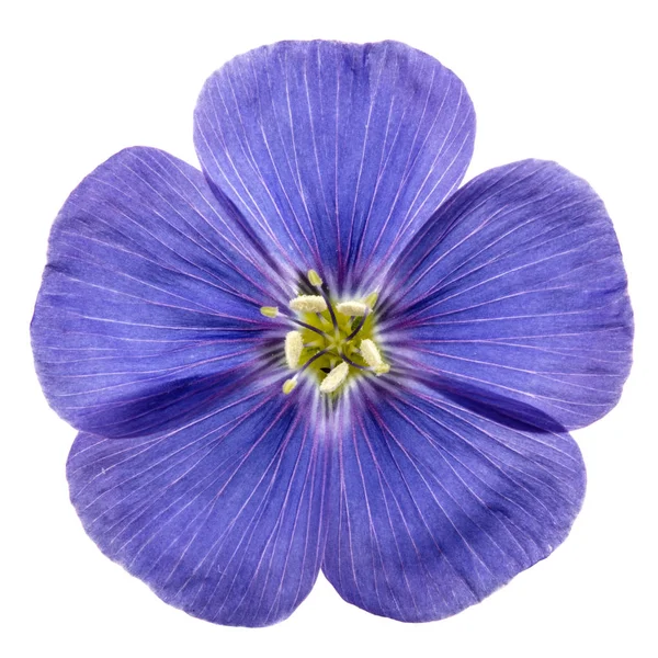 Блакитна квітка льону, ізольована на білому тлі — стокове фото