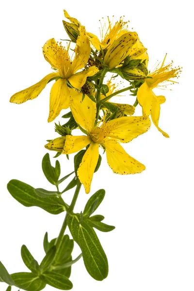 Ziele dziurawca (Hypericum perforatum), kwiaty na tle — Zdjęcie stockowe