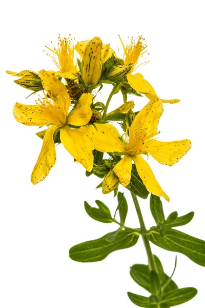 Flores de erva de São João (Hypericum perforatum), isolado em — Fotografia de Stock