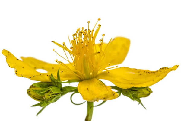 Bloemen van Sint-janskruid (Hypericum perforatum), geïsoleerd op — Stockfoto