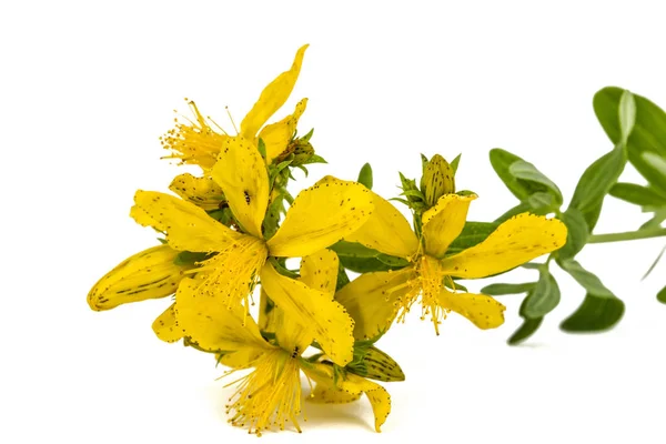 Flowers  of St. John's wort (Hypericum perforatum), isolated on — Stock Photo, Image