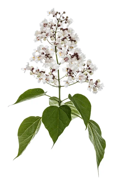 Flowering tree of Catalpa, lat. Catalpa speciosa, isolated on wh — Stock Photo, Image